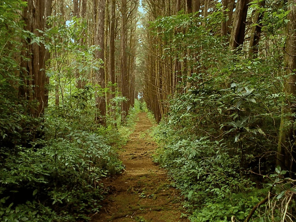 "CAMINANDO ME CUIDO". Bosque de la Hoja, Heredia.